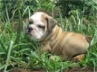 Bulldog Inglés cachorros en venta - mejor precio | unprecio.es