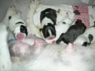 Cachorritos de Bulldog Frances - mejor precio | unprecio.es