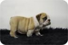 Cachorritos de Bulldog Ingles de 1ª Calidad en Madrid. Gentica Impresionante - mejor precio | unprecio.es