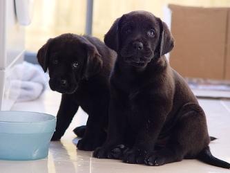 Cachorros Labrador