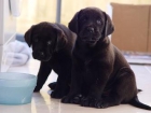 Cachorros Labrador - mejor precio | unprecio.es
