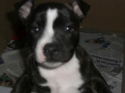 cashorro staffy - mejor precio | unprecio.es