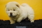 Chow Chow magnificos cachorros con pedigree de calidad - mejor precio | unprecio.es