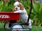 Cocker americano listo para unirse a una - mejor precio | unprecio.es