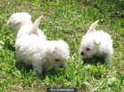Fantasticos cachorros de westy - mejor precio | unprecio.es
