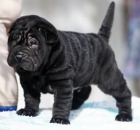 Macho sharpei negro disponible - mejor precio | unprecio.es