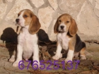 Magníficos cachorros de Beagle. Tarragona - mejor precio | unprecio.es