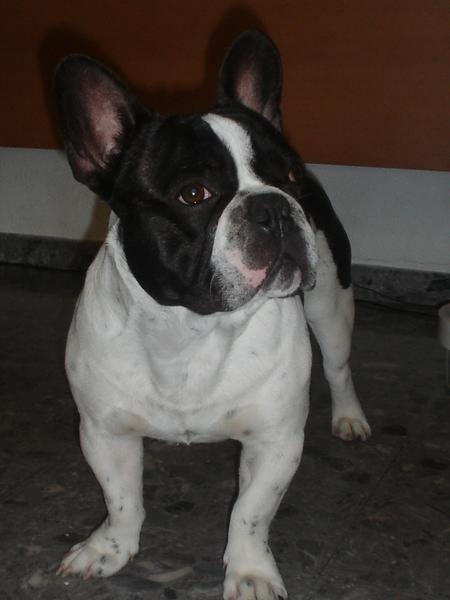 OFREZCO BULLDOG FRANCES MACHO PARA MONTAS