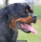 ROTTWEILER VAN TRIBU THE CAN - mejor precio | unprecio.es