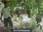 SE VENDE GUANABANA Y NONI - mejor precio | unprecio.es