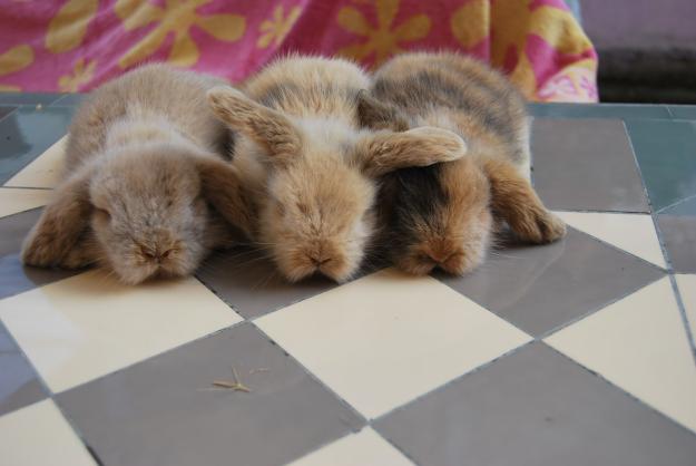 Vendo conejos belier-angora