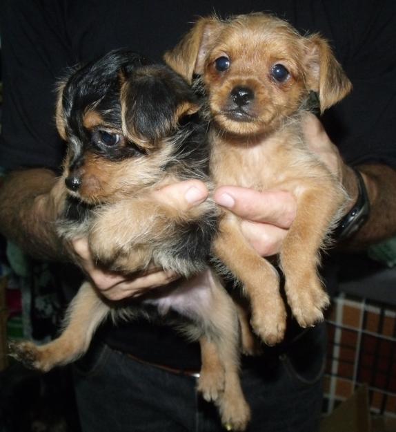 Lindos  y  pequeñitos cachorros
