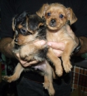 Lindos y pequeñitos cachorros - mejor precio | unprecio.es