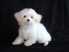 Bichon maltes linea americana - mejor precio | unprecio.es