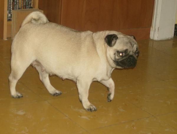 cachorros de carlino