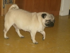 cachorros de carlino - mejor precio | unprecio.es