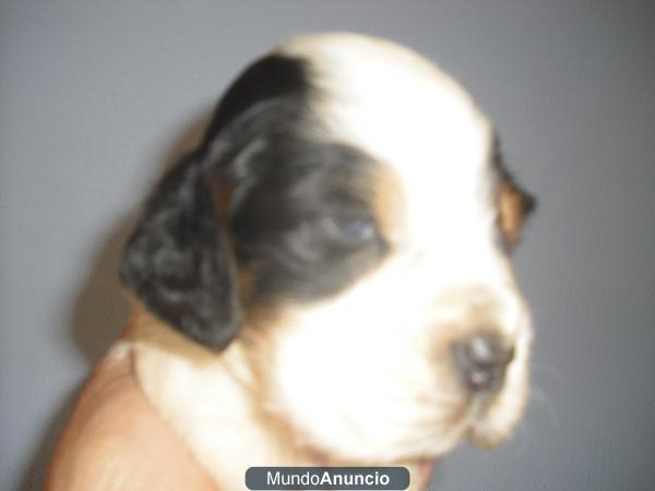 CACHORROS DE SETTER INGLES