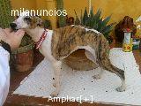 galgos whippet