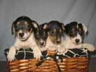 Lindos Cachorros Ratoneros 90euros - mejor precio | unprecio.es