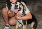 Marawi perrita tricolor de un añito - mejor precio | unprecio.es