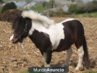 pony macho para su precio negociable - mejor precio | unprecio.es