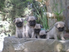 vendo carlinos pug los mas bonitos - mejor precio | unprecio.es