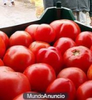 Venta de tomate - mejor precio | unprecio.es