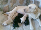 Labrador retriever´s - mejor precio | unprecio.es