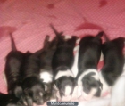 BULL TERRIER IMPRESIONANTE CAMADA A LA VENTA - mejor precio | unprecio.es