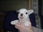 CACHORROS DE BULLDOG FRANCES 480 EUROS PEDIGREE Y OTRAS RAZAS - mejor precio | unprecio.es