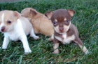 Chihuahuas cachorritos - mejor precio | unprecio.es