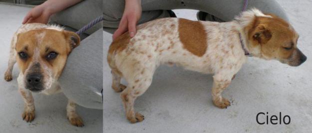 Cielo y Parche, dos preciosos perritos buscan hogar