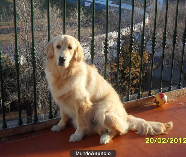 GOLDEN RETRIEVER 7 MESES EN ADOPCION!!!