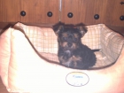 hembra yorkshirre terrier preciosa - mejor precio | unprecio.es