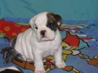 LOVLY Este perrito está listo para el viaje (BULLDOG INGLES) - mejor precio | unprecio.es