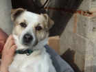 macho,mini,esperando una adopcion,super cariñoso - mejor precio | unprecio.es