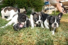 se vende bull dog frances - mejor precio | unprecio.es