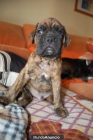 SE VENDEN CACHORROS DE BOXER - mejor precio | unprecio.es