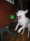 Bull Bull Terrier. - mejor precio | unprecio.es