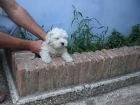 CACHORROS DE BICHON MALTES TOYS, CON GARANTIA SANITARAI - mejor precio | unprecio.es