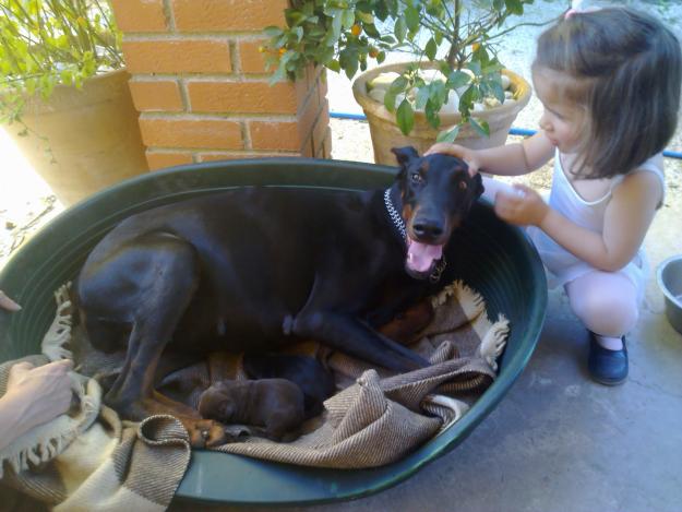 Cachorros Dobermann