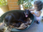 Cachorros Dobermann - mejor precio | unprecio.es