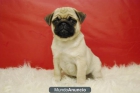 Carlino Cachorros de Dos meses, Calidad. Criadero y centro canino - mejor precio | unprecio.es