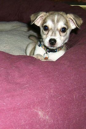 Familia perrito Husky.