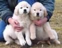 Golden Retriever. Cachorros con pedigri 150  barcelona -