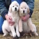 Golden Retriever. Cachorros con pedigri 150 barcelona - - mejor precio | unprecio.es
