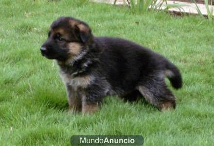 Pastor aleman con dos meses cachorritos ya inscritos en la canina