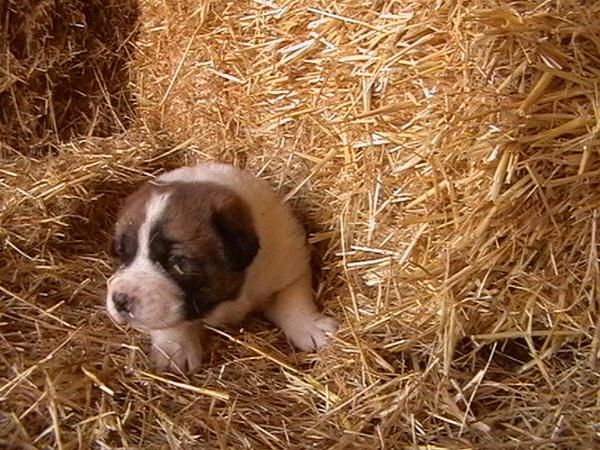 perros mastines leoneses