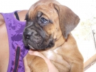 Preciosa camada boxer con pedigree - mejor precio | unprecio.es