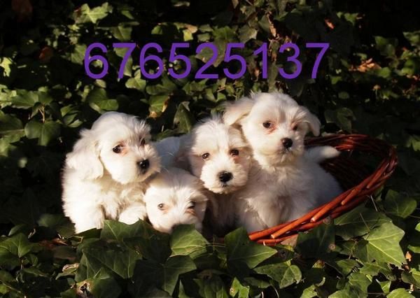 Preciosos Bichon Maltes a buen precio. Tarragona